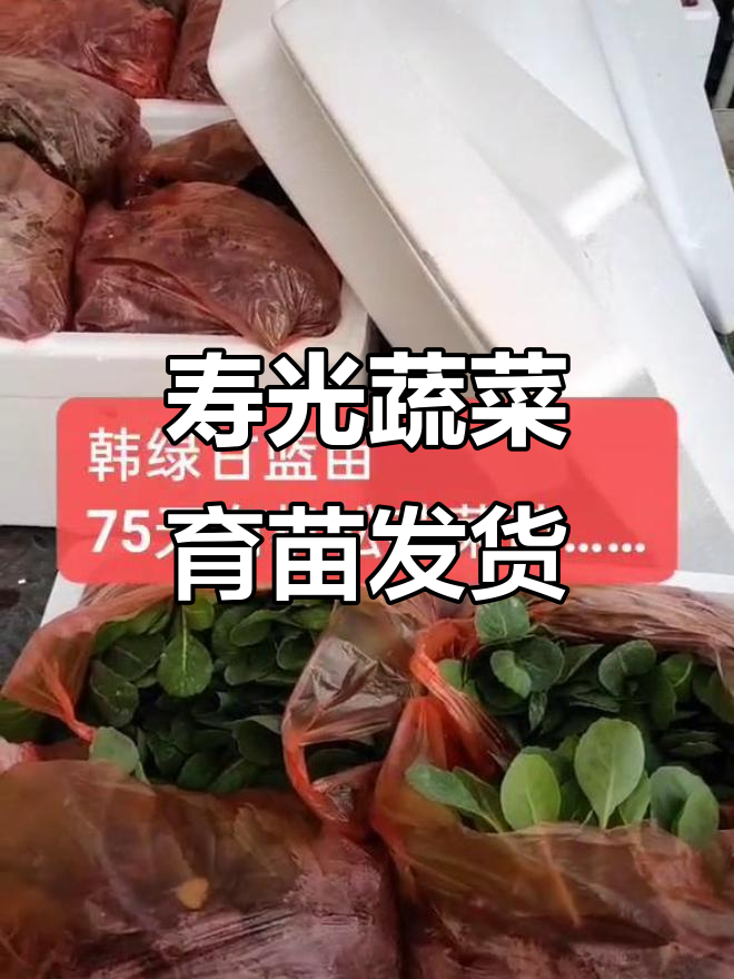 山东寿光蔬菜育苗基地,为东平、雄县等地提供优质种苗