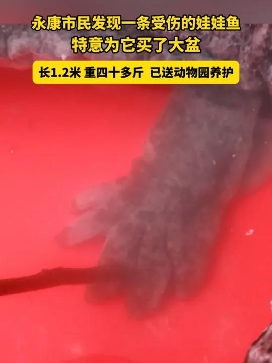 浙江永康市民胡先生,河边看人钓鱼时发现一条受伤的娃娃鱼。娃娃鱼的爪子和腹部轻微受伤,目前已