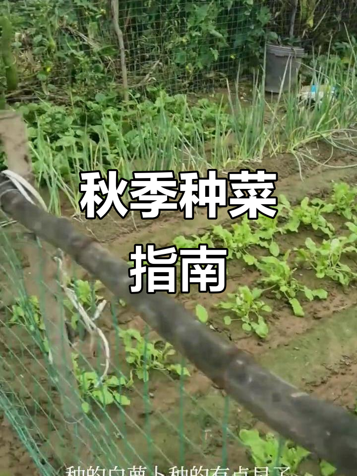 9月是种植青菜好时机,多种蔬菜可同步播种