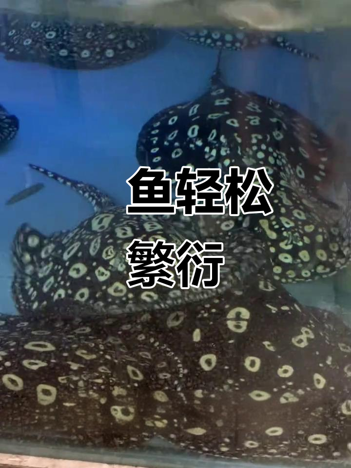 魟鱼繁殖不难,尺寸够了就能自然配对