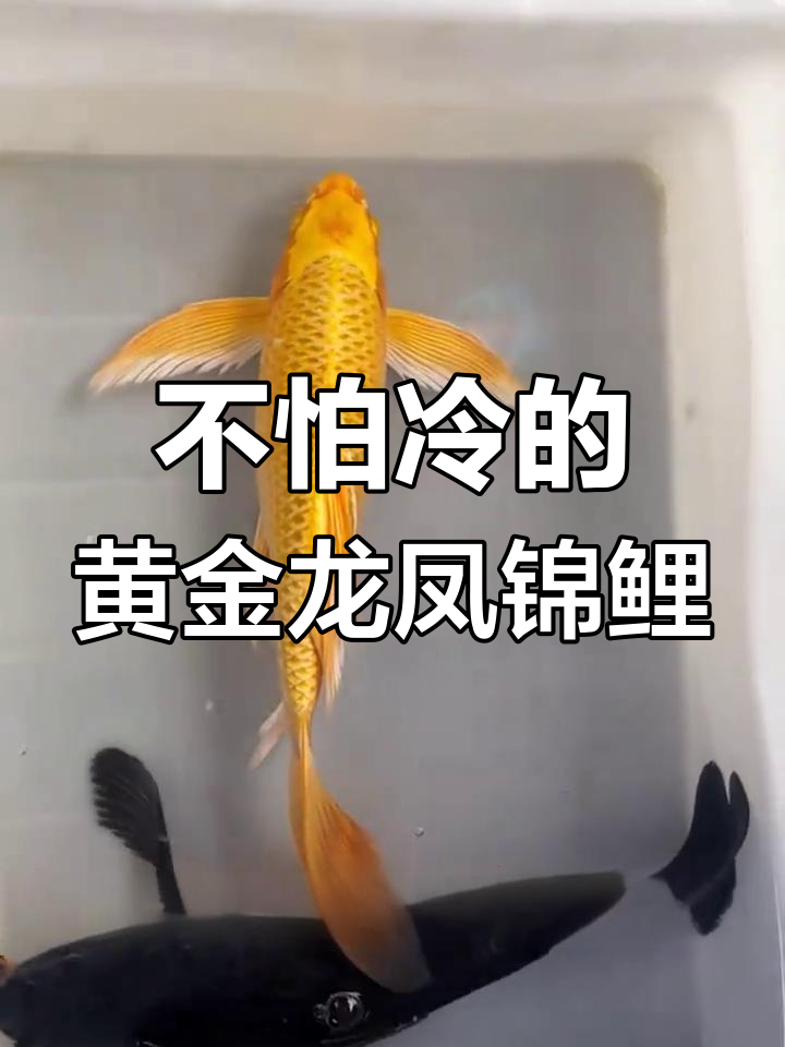 黄金龙凤锦鲤:冬季不怕冷,无需加热棒