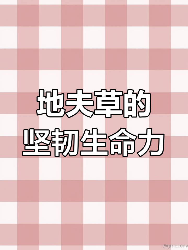 扫帚菜:顽强生命的象征