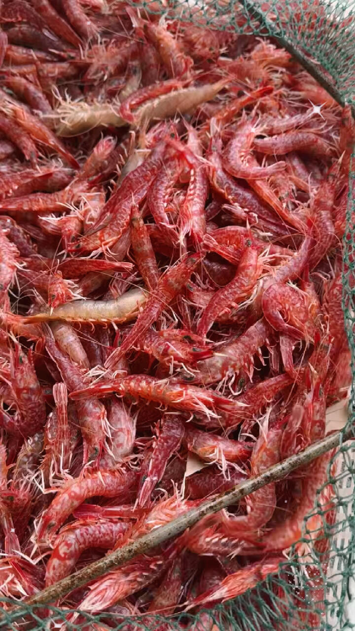 活冻樱花虾最高品质樱花虾一款来自深海的野生硬壳海虾肉质鲜甜刺