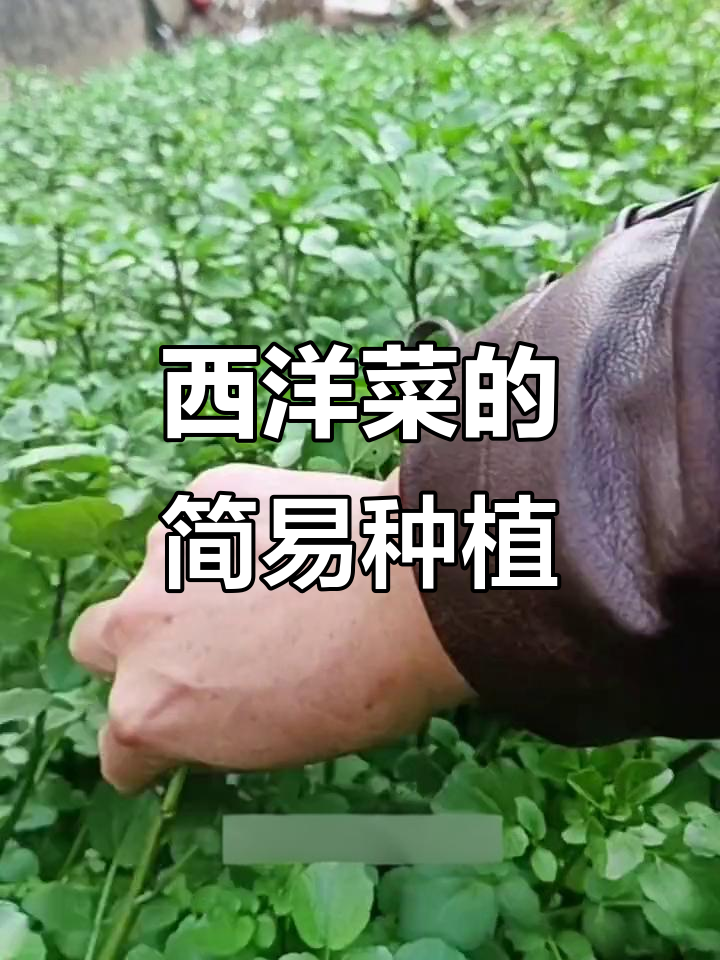 西洋菜种植技巧：简单易行，阳台小院皆可种