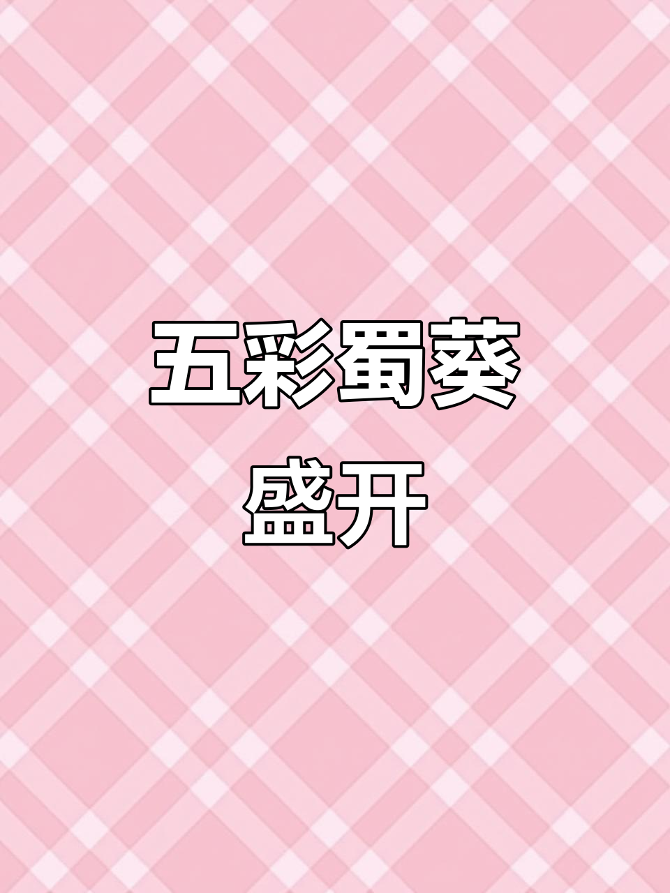 冬寒菜与蜀葵,月底绽放五彩缤纷的培优品种!