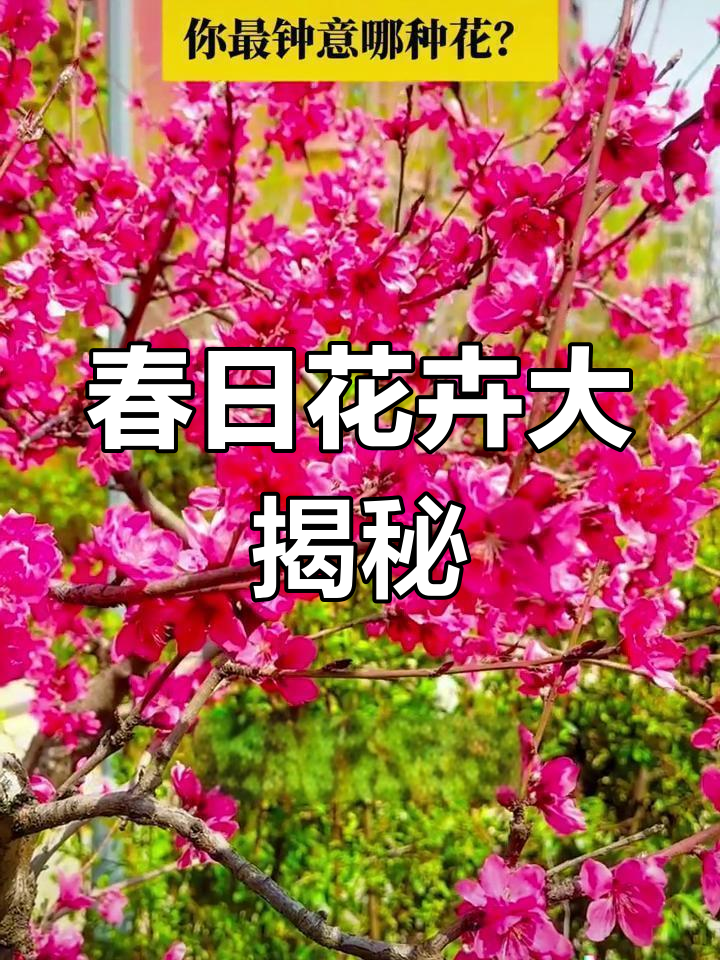 春天“姐妹花”大赏,西湖海棠、紫夜梨等全解析