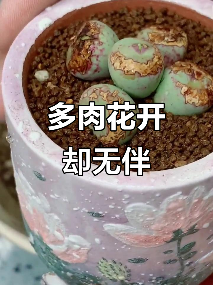 小红嘴多肉植物开花,可惜没有伴侣陪伴