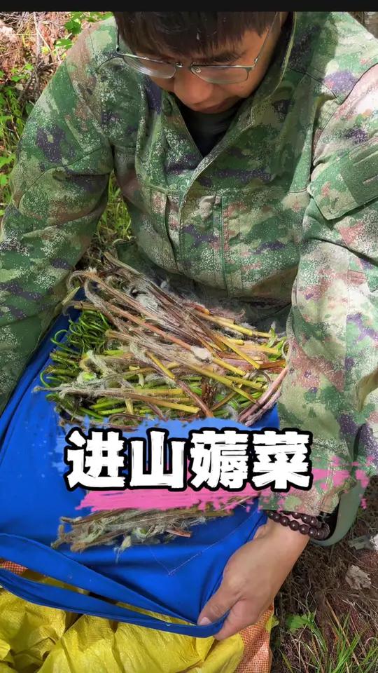 长白山跑山人，今天的主要目标是“薇菜”和“猴腿菜”，山里的新鲜劲儿真足！#东北山野菜 #猴