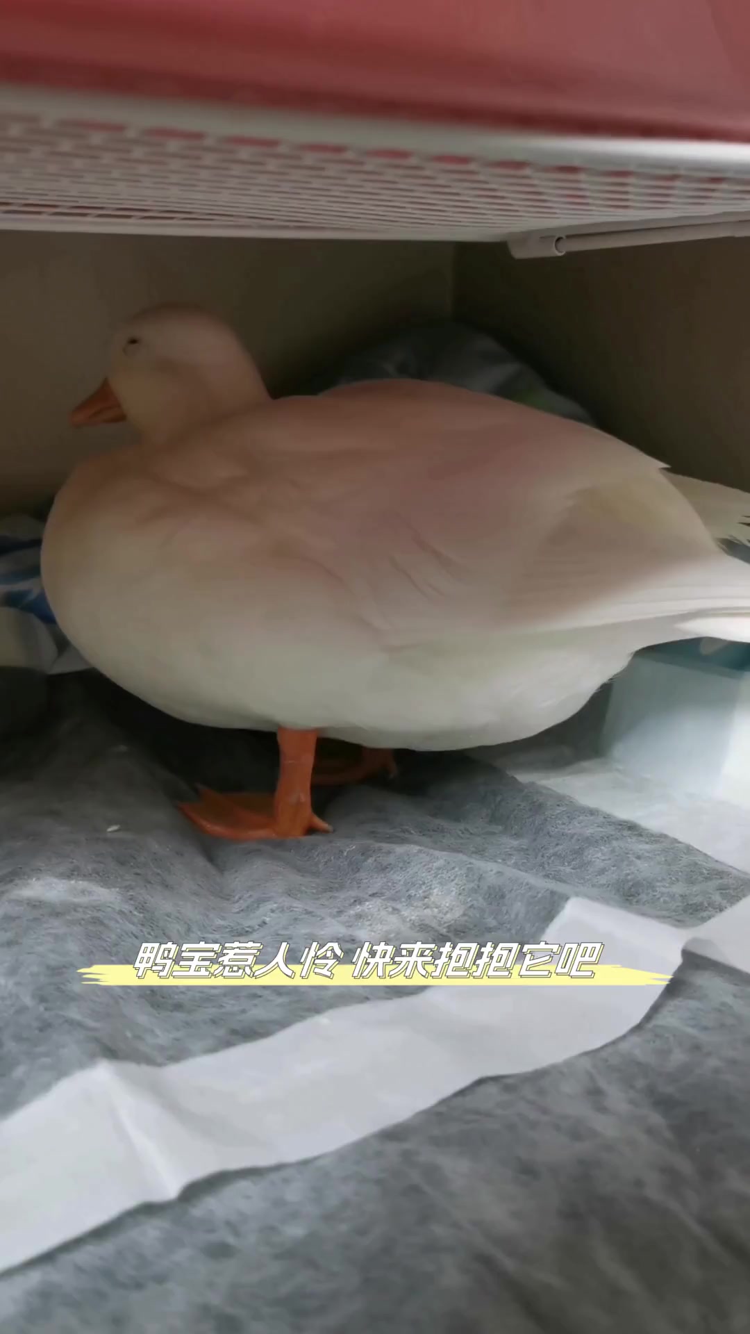 鸭宝惹人怜,快来抱抱它吧