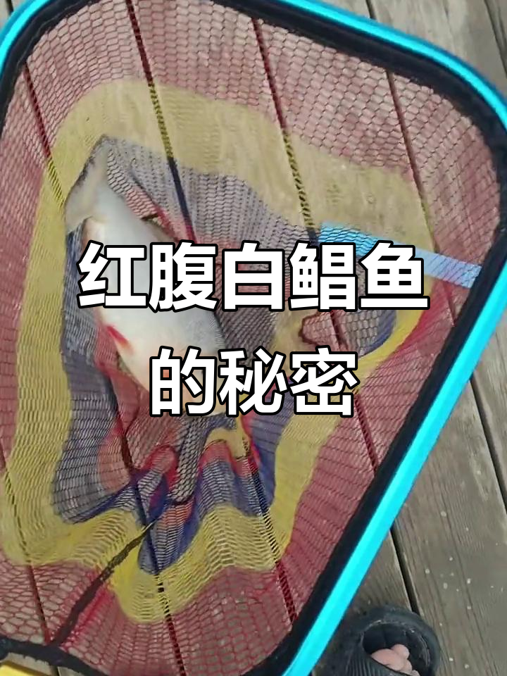 发现红腹白鲳鱼,竟然有食人习性!