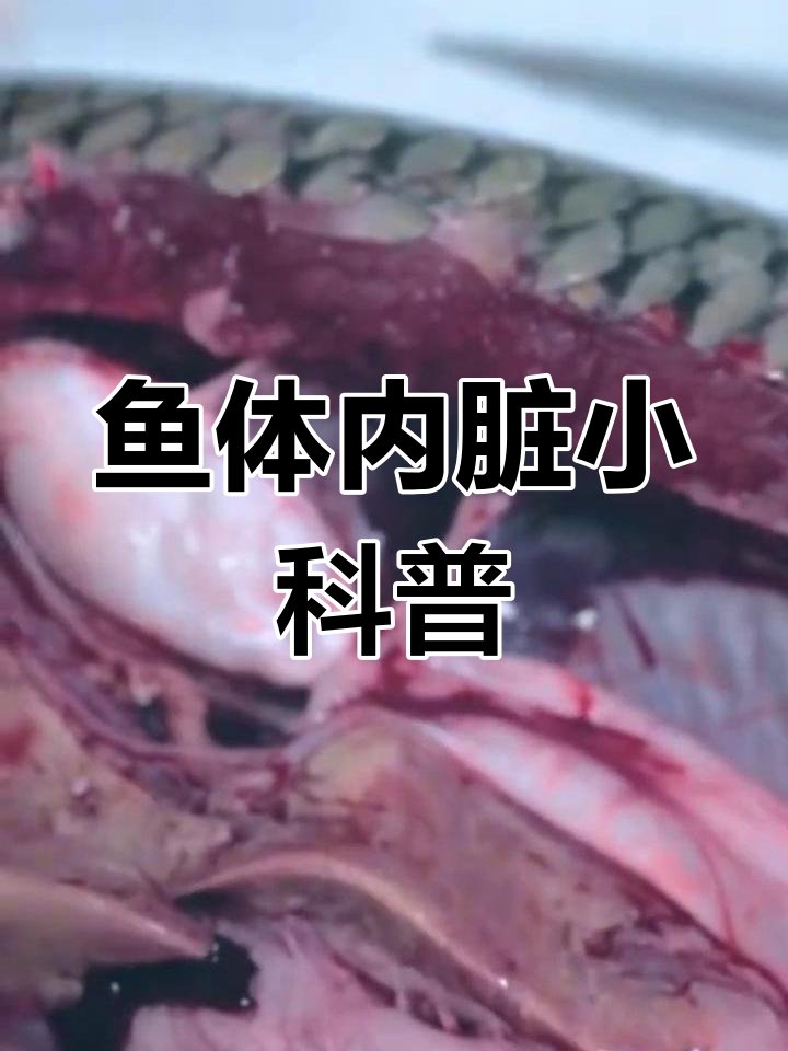 鱼体解剖揭秘:内脏结构与功能