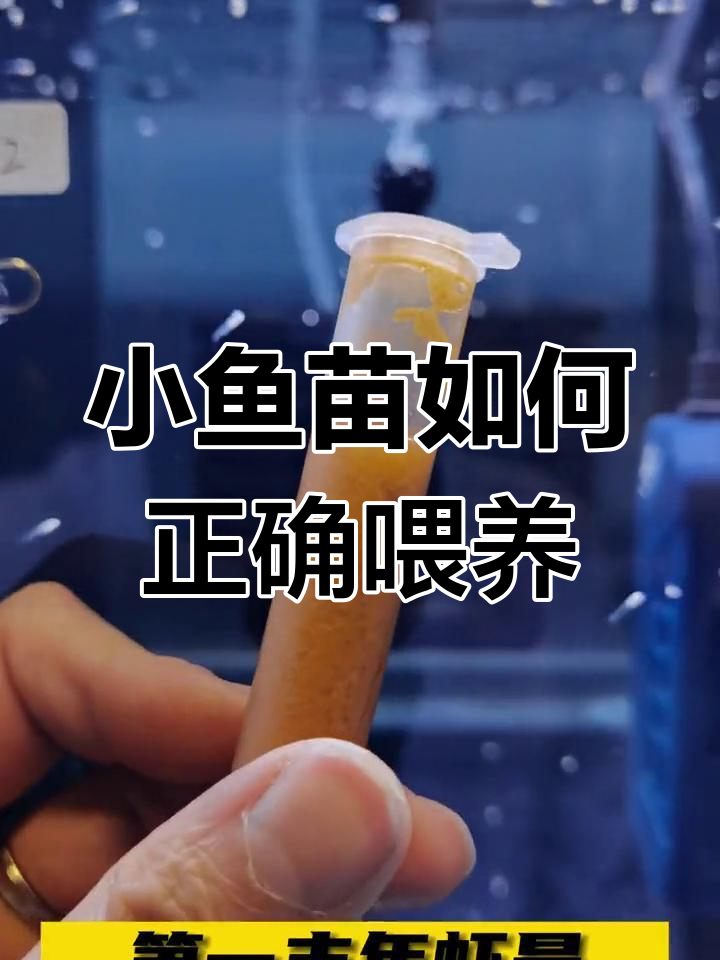 孔雀鱼苗喂食技巧:从丰年虾到胡子鱼的搭配