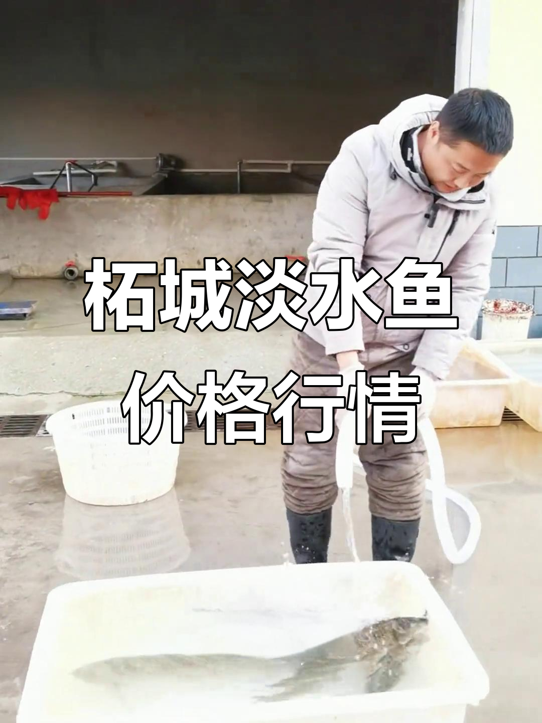 柘城万邦淡水鱼价格大揭秘,鲤草清江黑鱼全都有