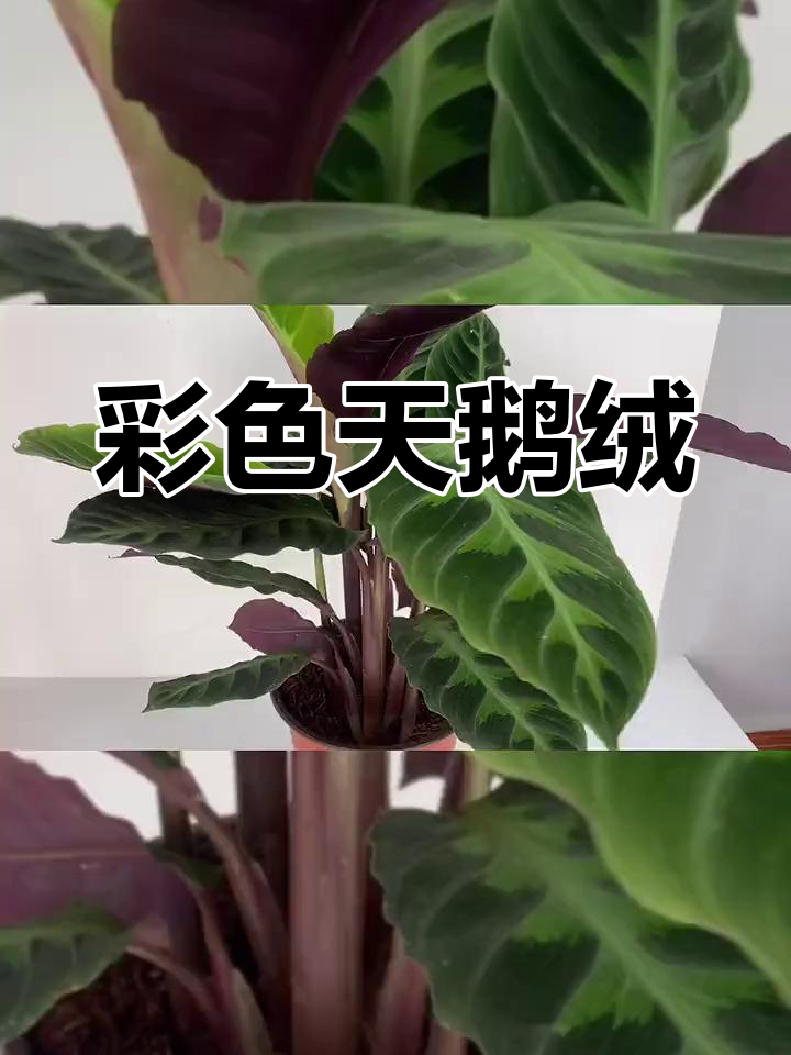 天鹅绒竹芋,耐阴喜湿,色彩斑斓,适合室内栽培