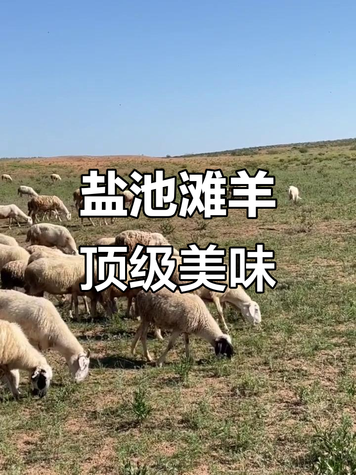宁夏盐池滩羊:羊肉界的“天花板”