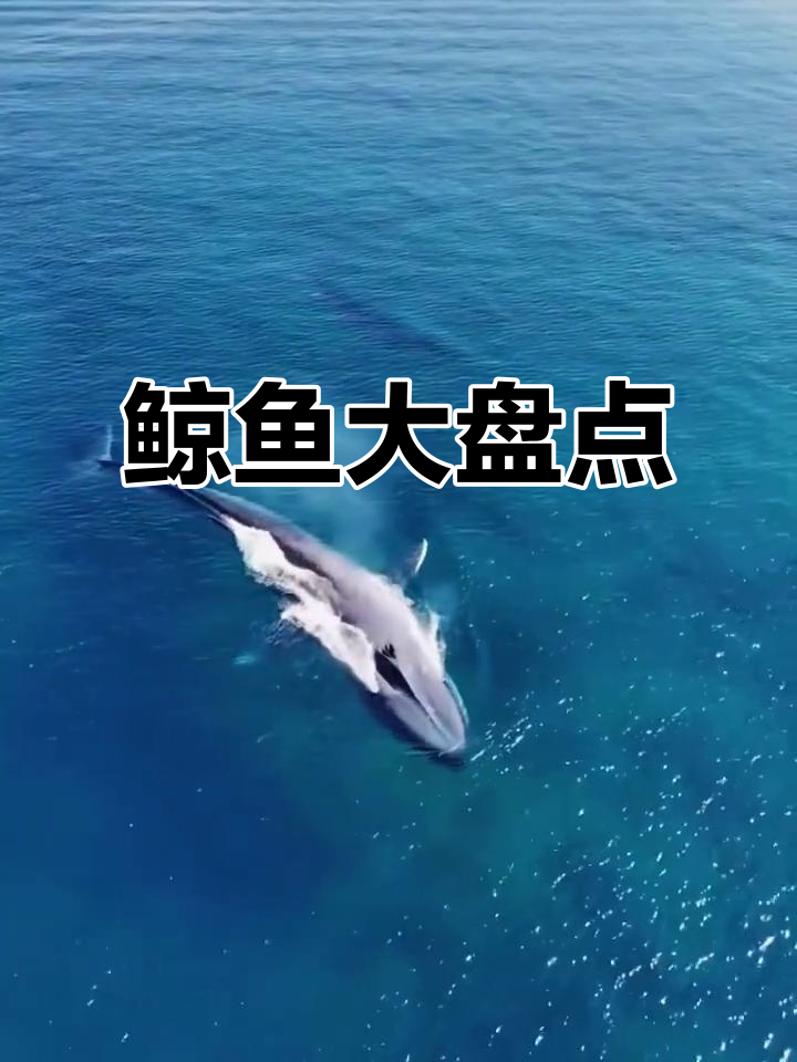 鲸鱼家族大揭秘:从北极到蓝鲸,你了解吗?