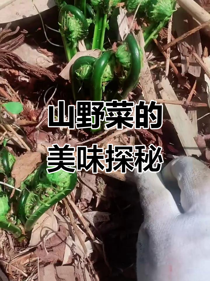 广东菜与山野菜的奇妙碰撞,雪地里的美味之旅