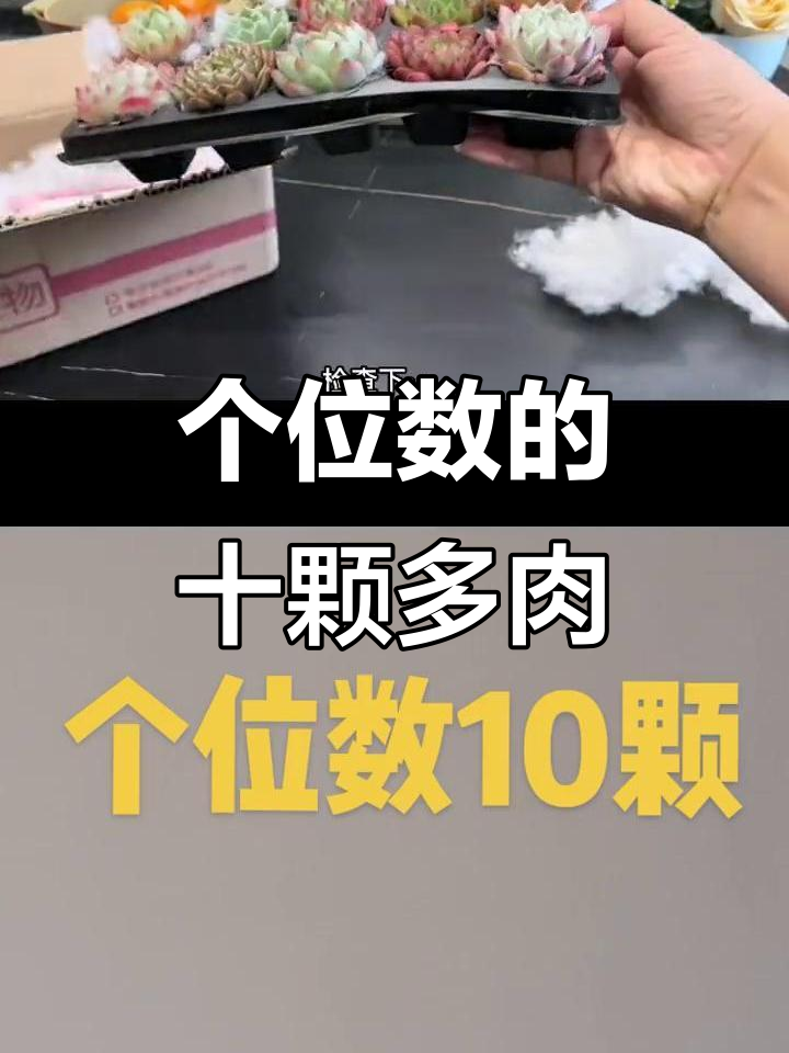 十个多肉植物,个位数价格能买到什么?