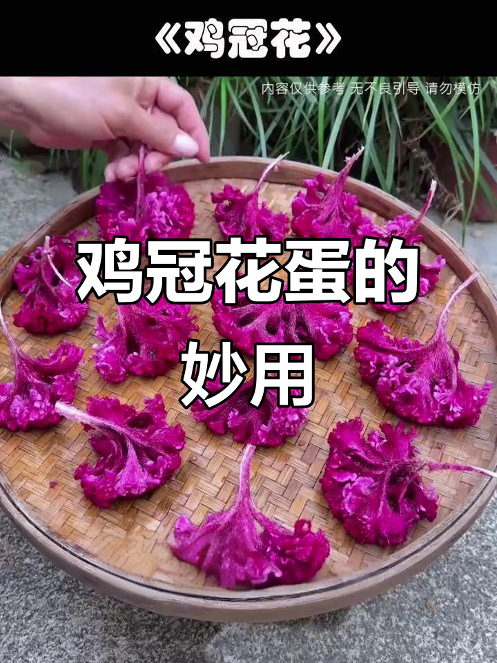 鸡冠花煮鸡蛋,竟有这些神奇功效!