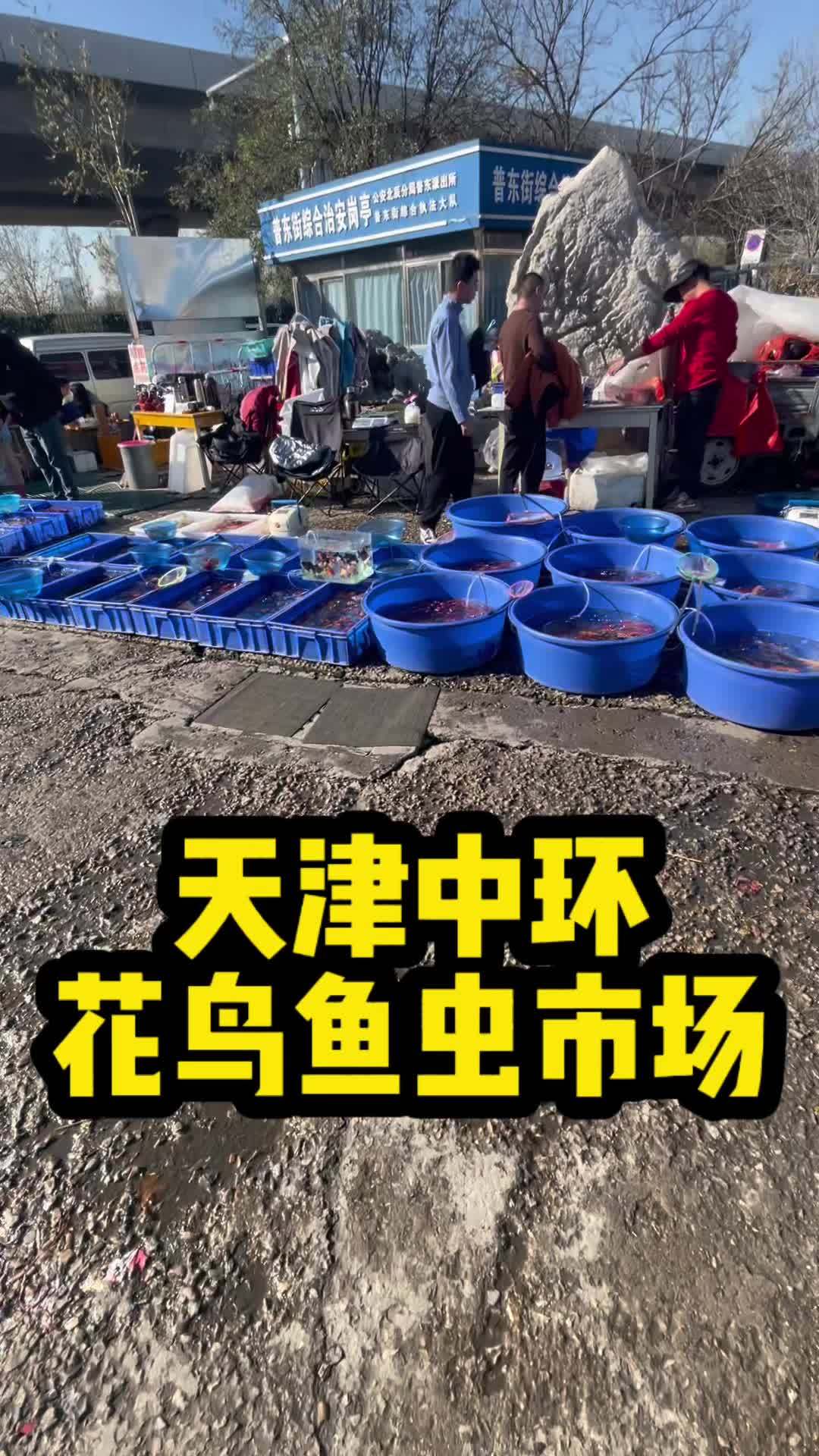 天津中环花鸟鱼虫市场,怎么说呢 反正没有以前的感觉了!养鱼 水族 养鱼日记 水草缸