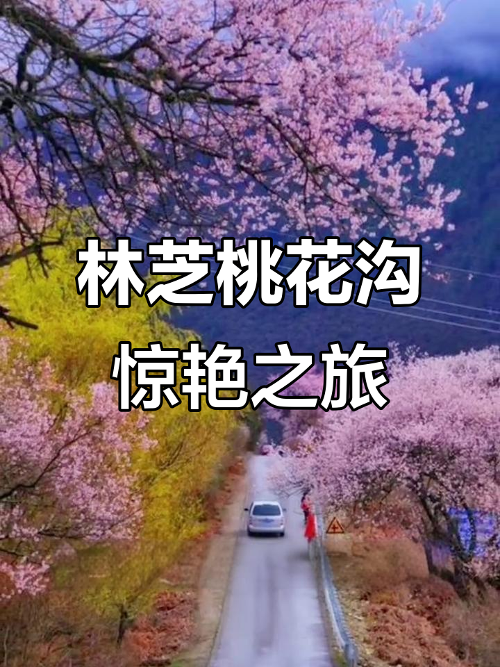 西藏林芝桃花沟:雪域江南的春日奇观,探秘世界最高野生桃花群落