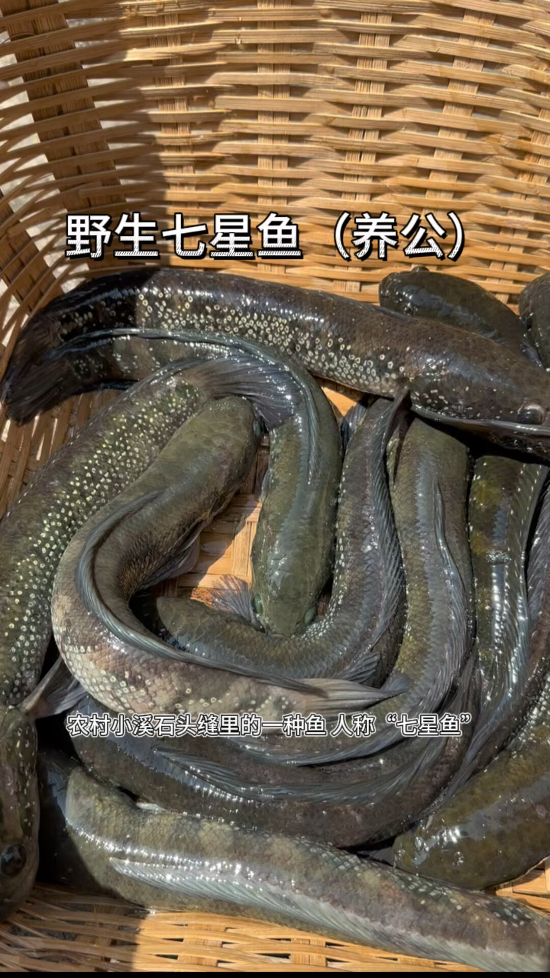 七星鱼(养公)你们那边叫它什么