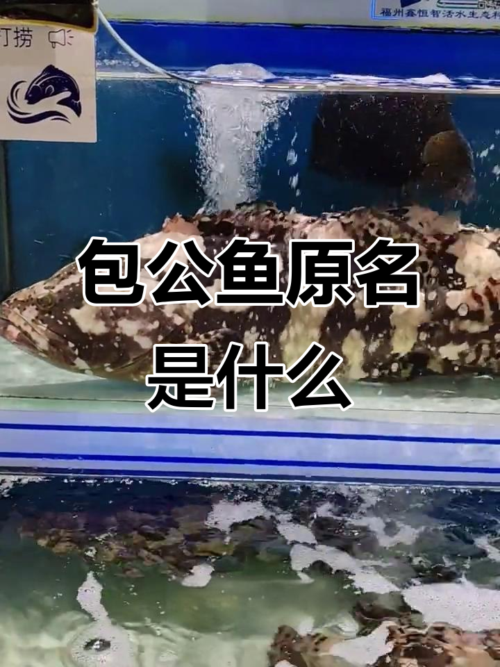 宋朝以前包公鱼叫什么?钓黑头鱼的真相揭秘