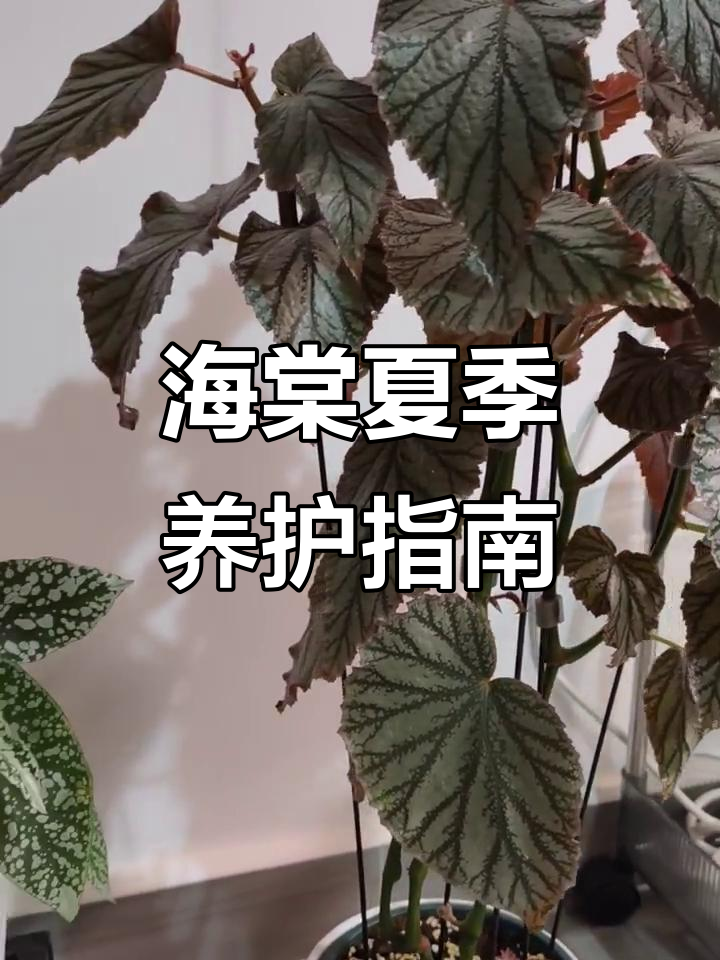 江浙沪秋季海棠度夏推荐品种,轻松过夏天
