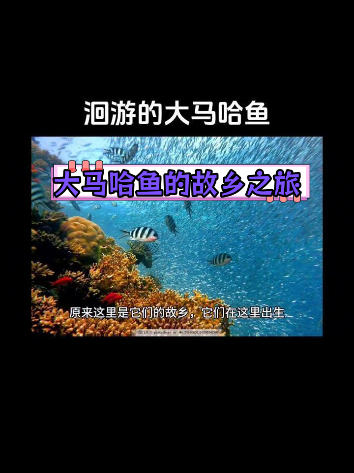 大马哈鱼洄游产卵的奇妙旅程