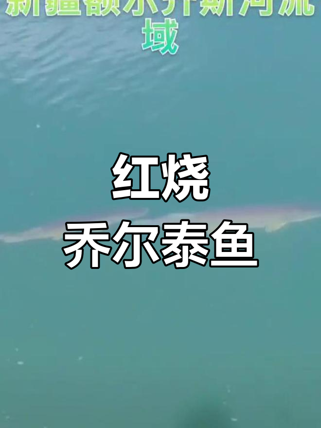 新疆乔尔泰鱼的红烧做法,秘制豆瓣酱提味