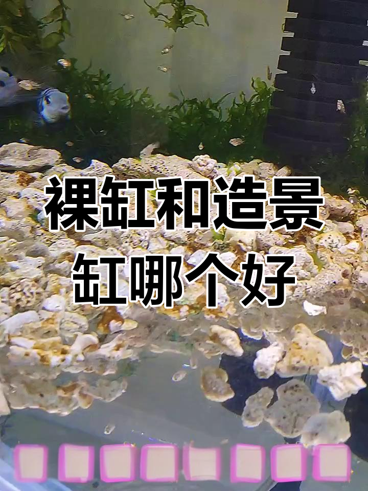 裸缸与造景缸的优缺点大比拼,哪种更适合你?