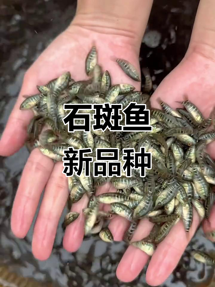 淡水石斑鱼苗，美丽与美味并存，适应多种养殖环境