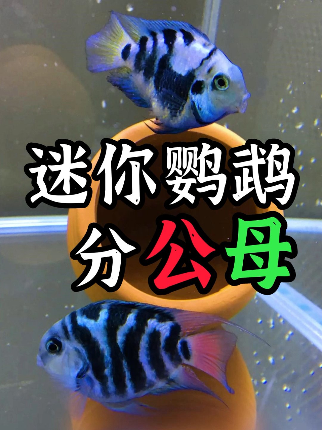 迷你鹦鹉鱼如何分公母