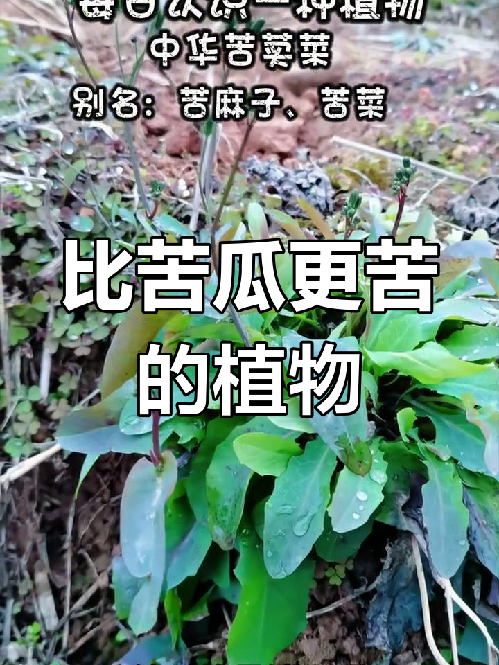 苦麻子比苦瓜还苦,见过吗?