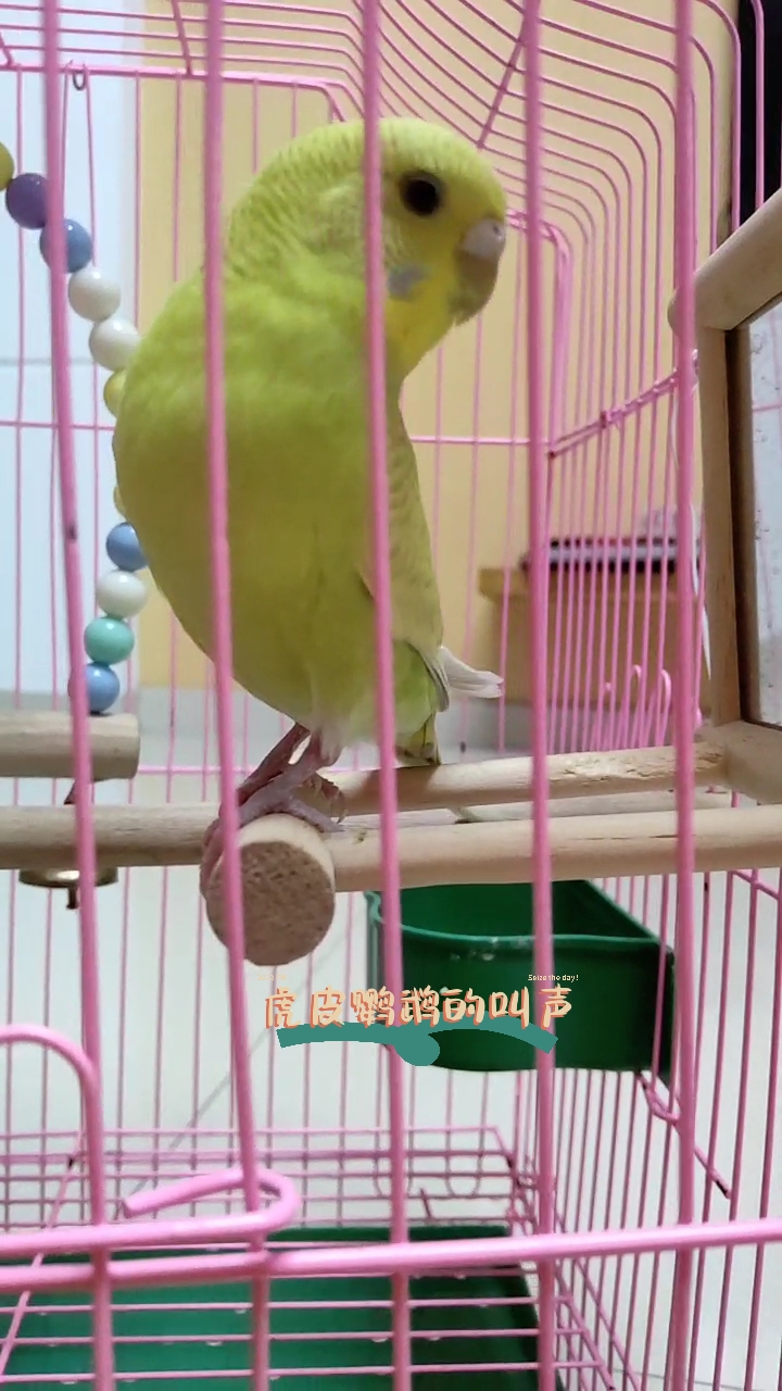 虎皮鹦鹉的叫声