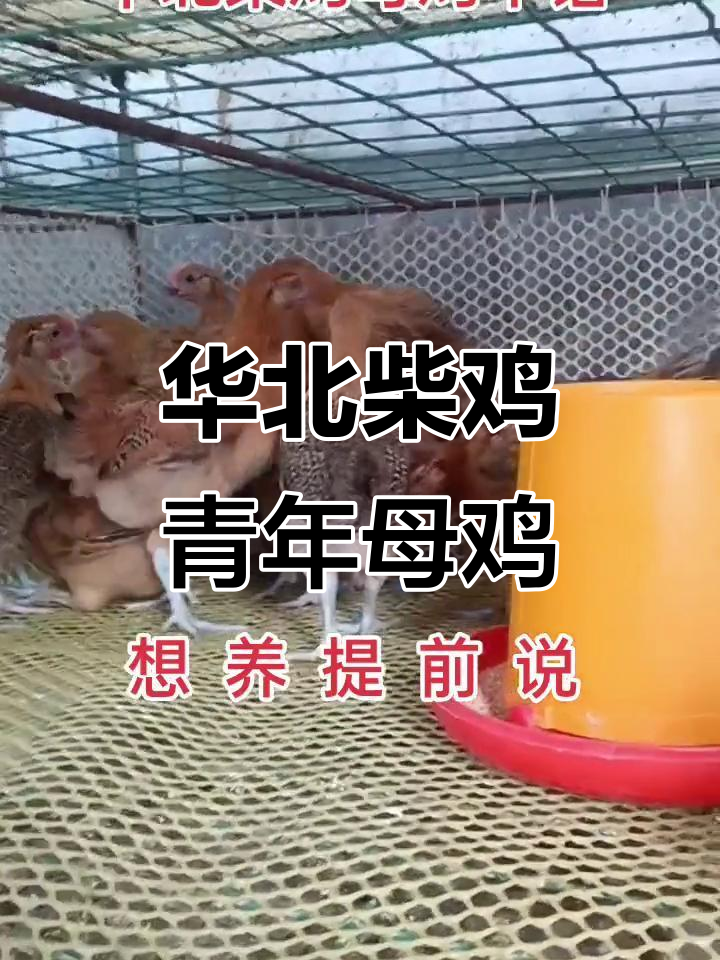 华北柴鸡青年母鸡:智慧与善良的完美结合