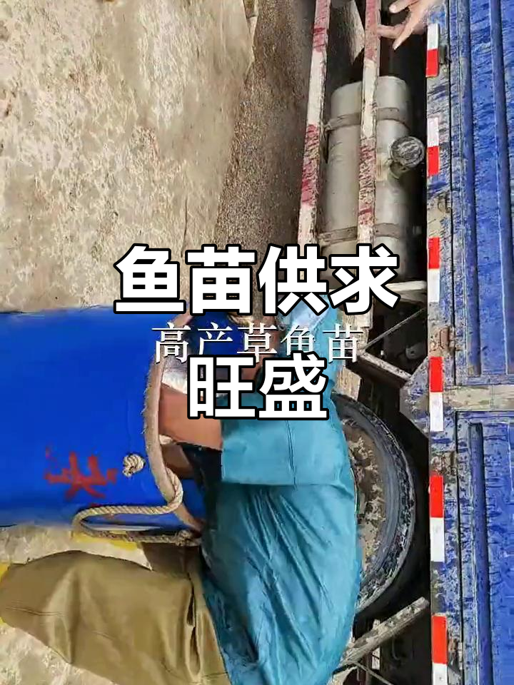 广州、佛山多地鱼苗场，放生鱼苗供应充足