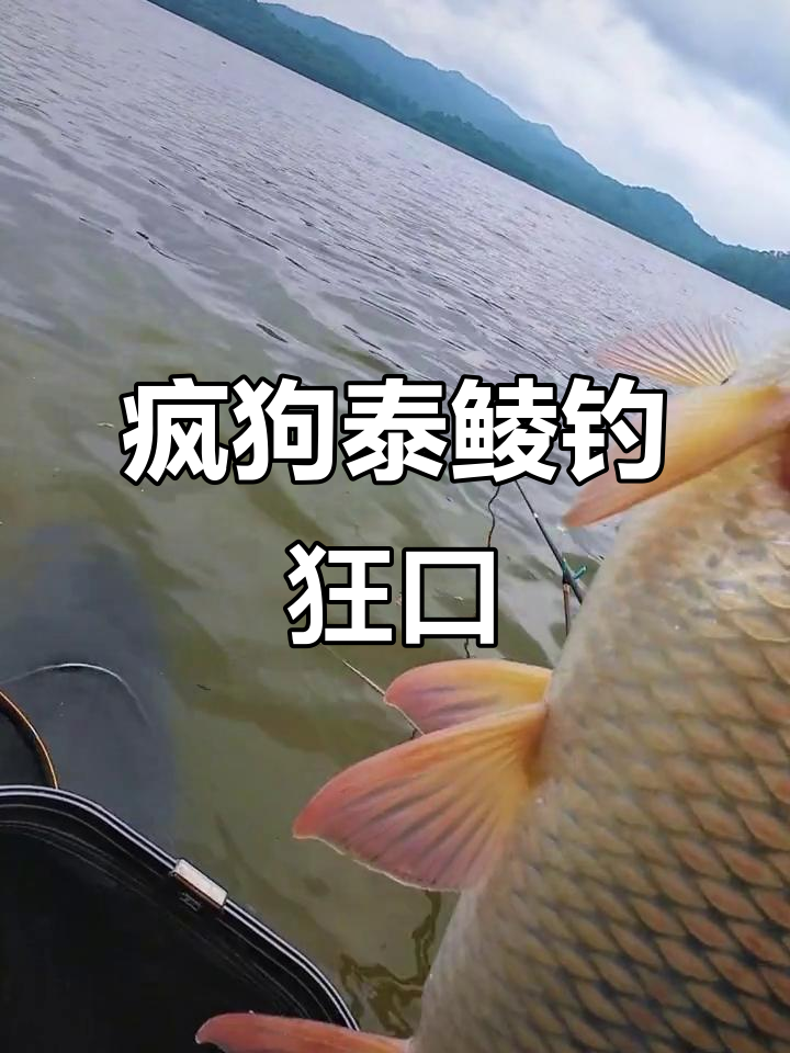 广东暴雨后钓鱼狂潮,疯狗泰鲮拉力惊人