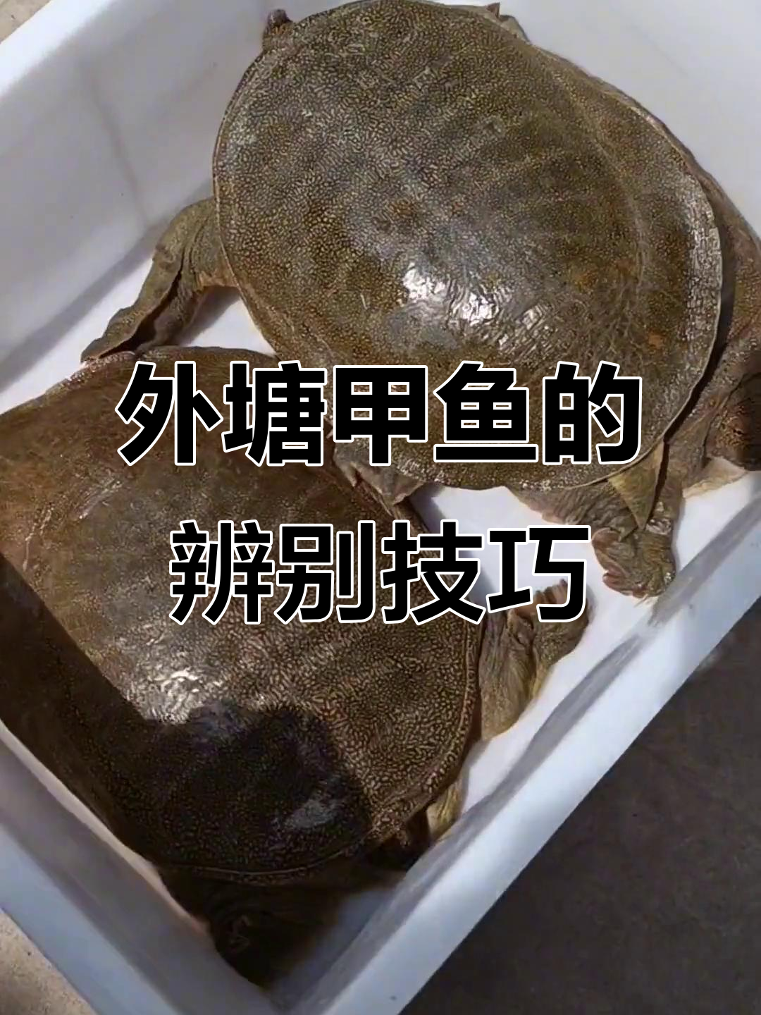 如何区分外塘生态甲鱼与饲料甲鱼?底板颜色和油质揭秘