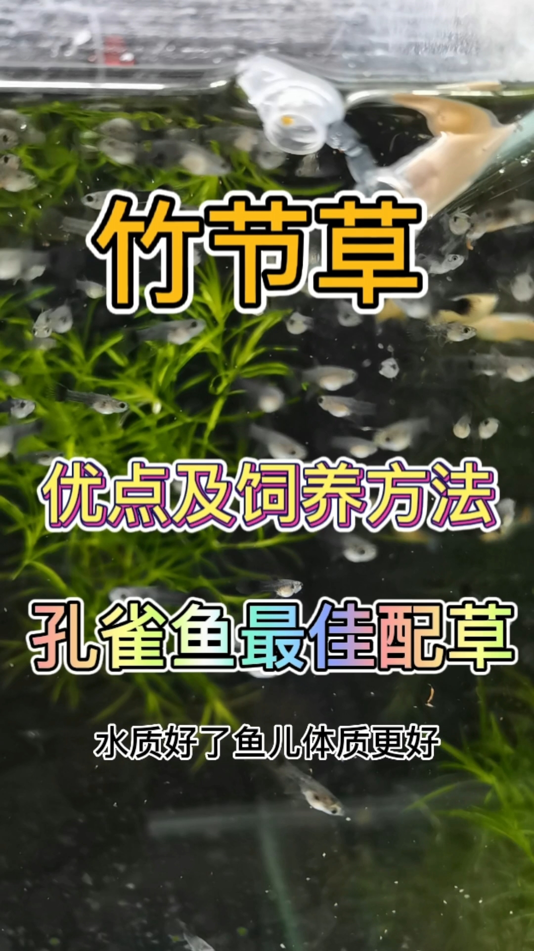孔雀鱼绝配水草 你了解多少?