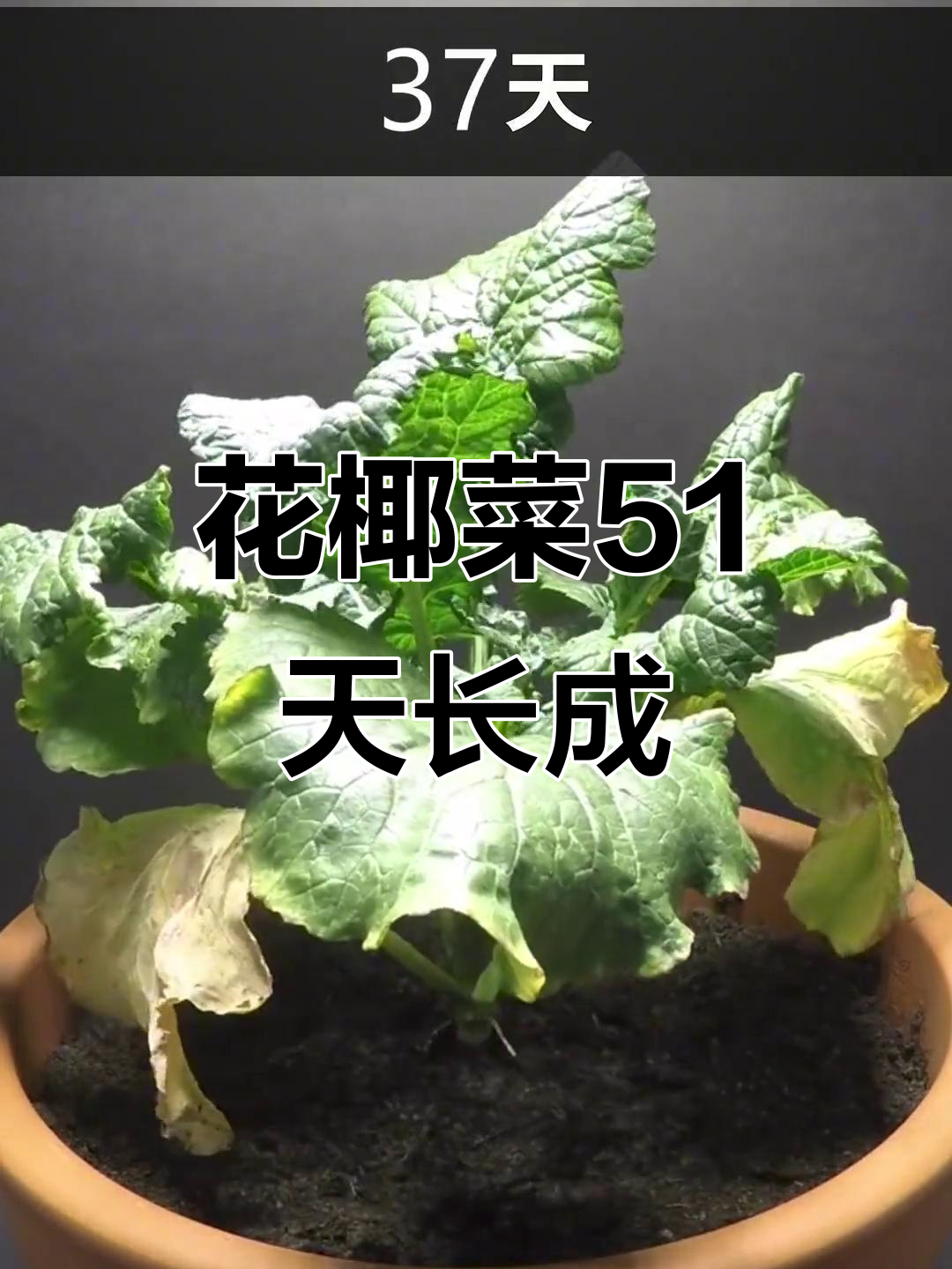 从种子到花椰菜,51天见证成长奇迹