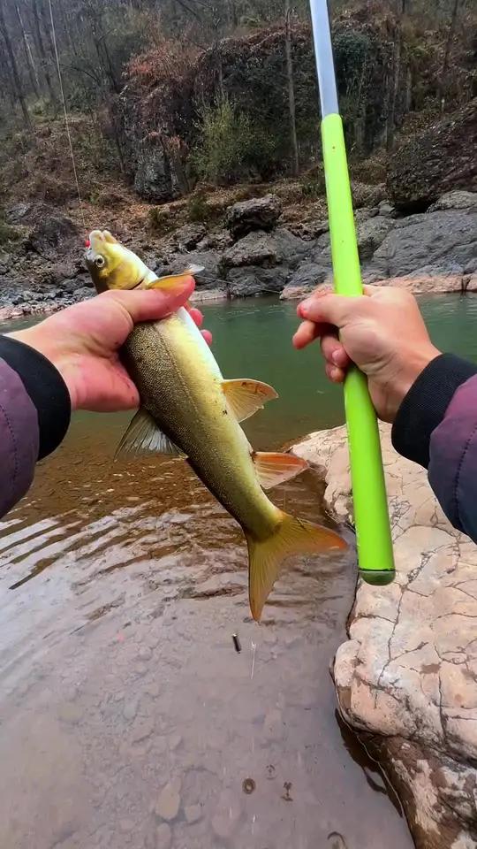 雅鱼 洋鱼 白鱼还有啥叫法溪流钓 小叶 @陈皮皮钓鱼人钓鱼抖音钓鱼人