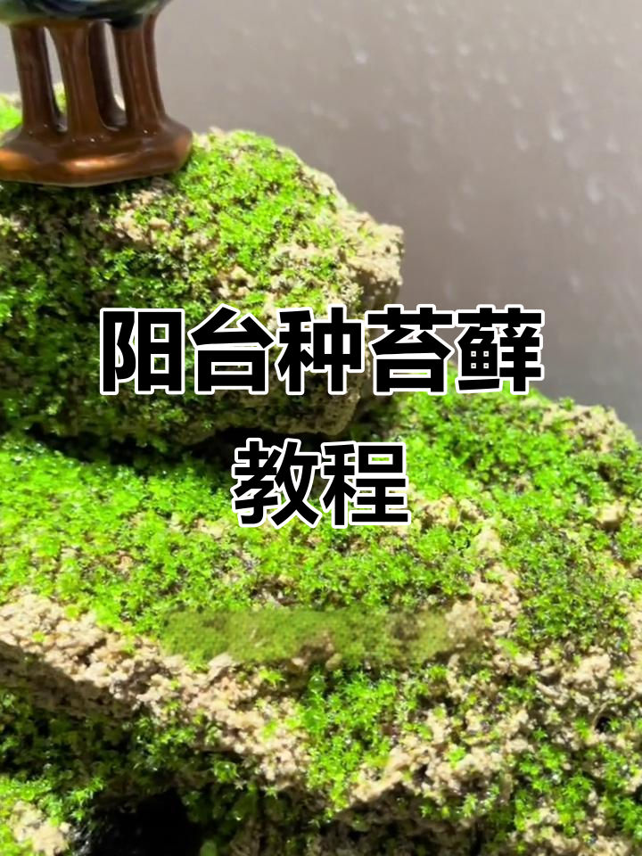 苔藓种植技巧:如何用吸水石和苔藓粉快速发芽