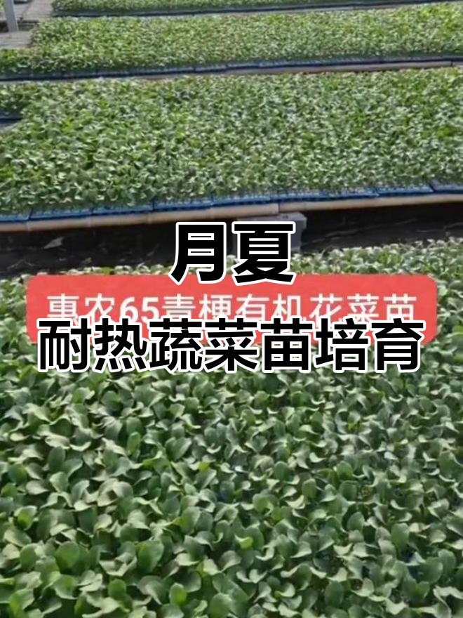 山东寿光蔬菜育苗基地,月夏耐热品种全覆盖