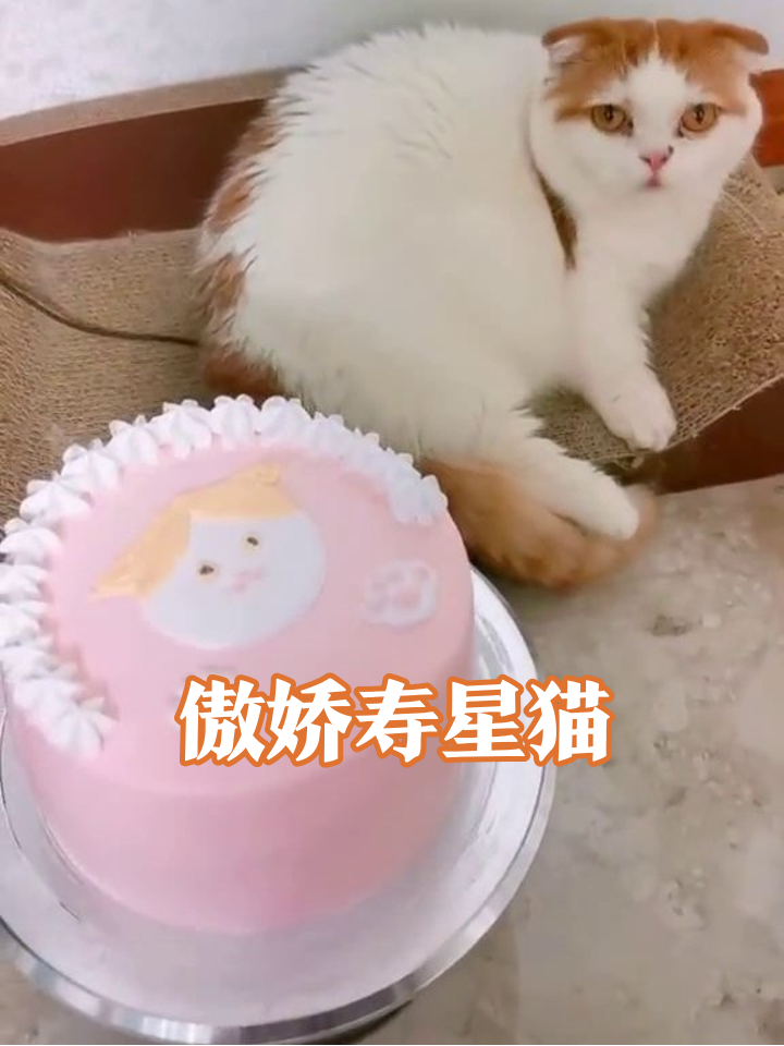 生日蛋糕精致到犯规,猫咪全程冷漠脸,网友:寿星架子太大了