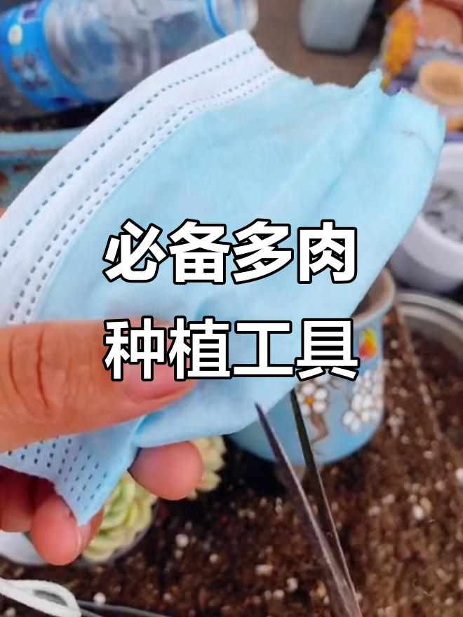 多肉种植小工具大揭秘,口罩、剪刀全都用得上