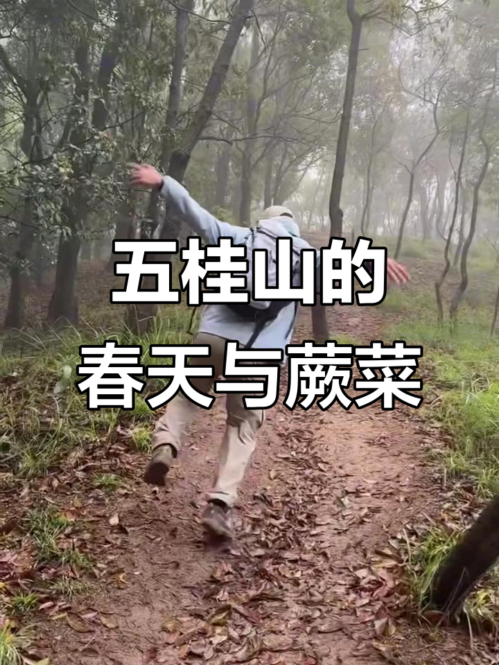 徒步五桂山,挖蕨菜乐趣多!