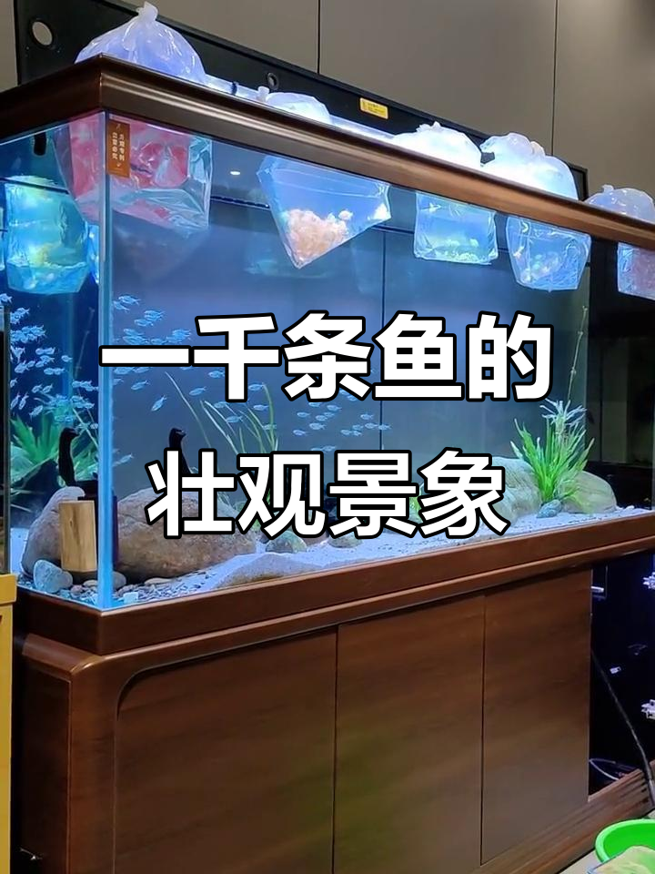 八百条天使鱼与黑尾大钩混养,效果惊艳!