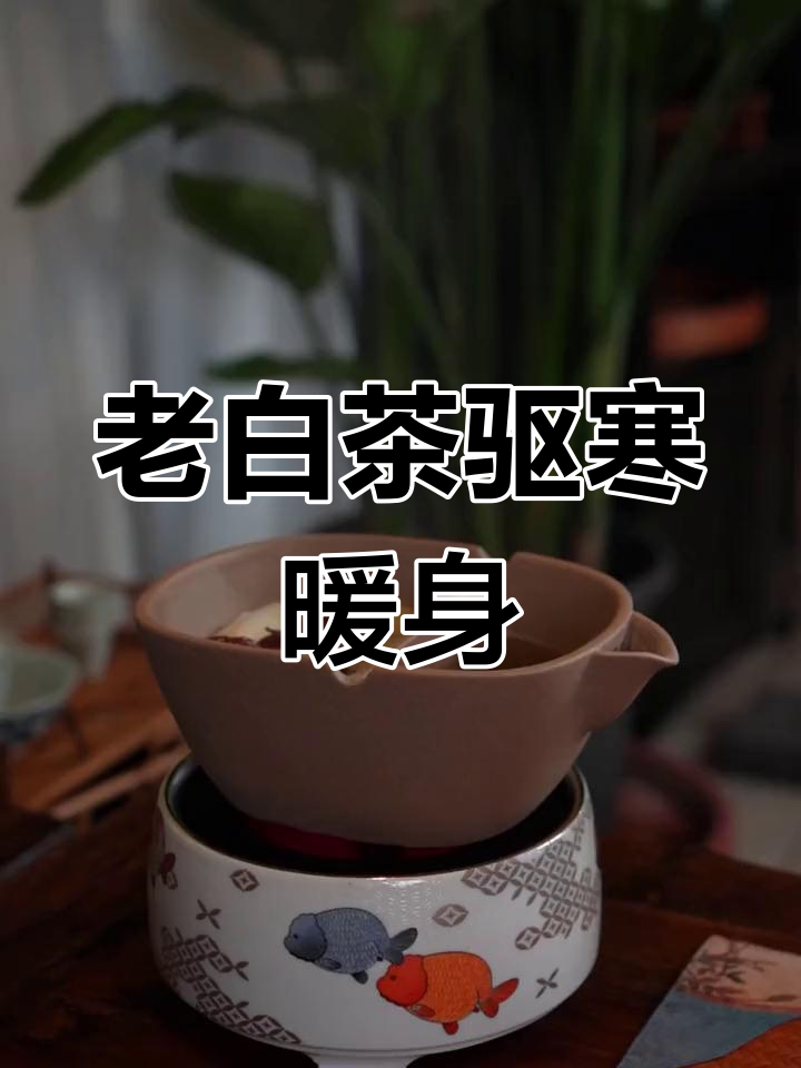 苹果姜枣老白茶,驱寒暖身又刮油