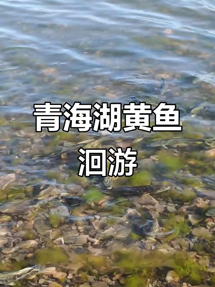 青海湖黄鱼逆流而上,国家二级保护动物洄游盛景
